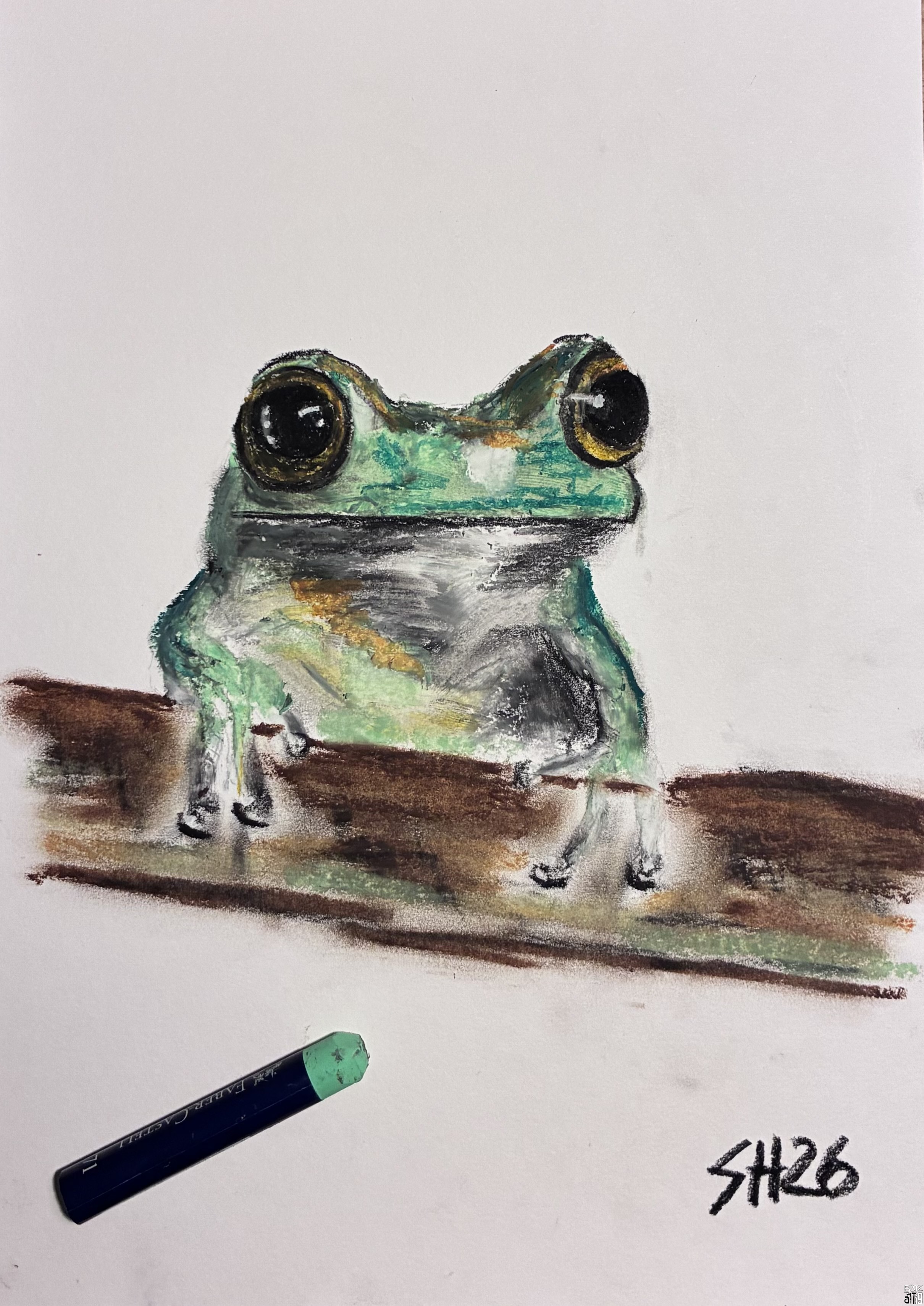 Frosch-Oelkreide-Zeichnung-DIN-A4_Dr_S_Hermann