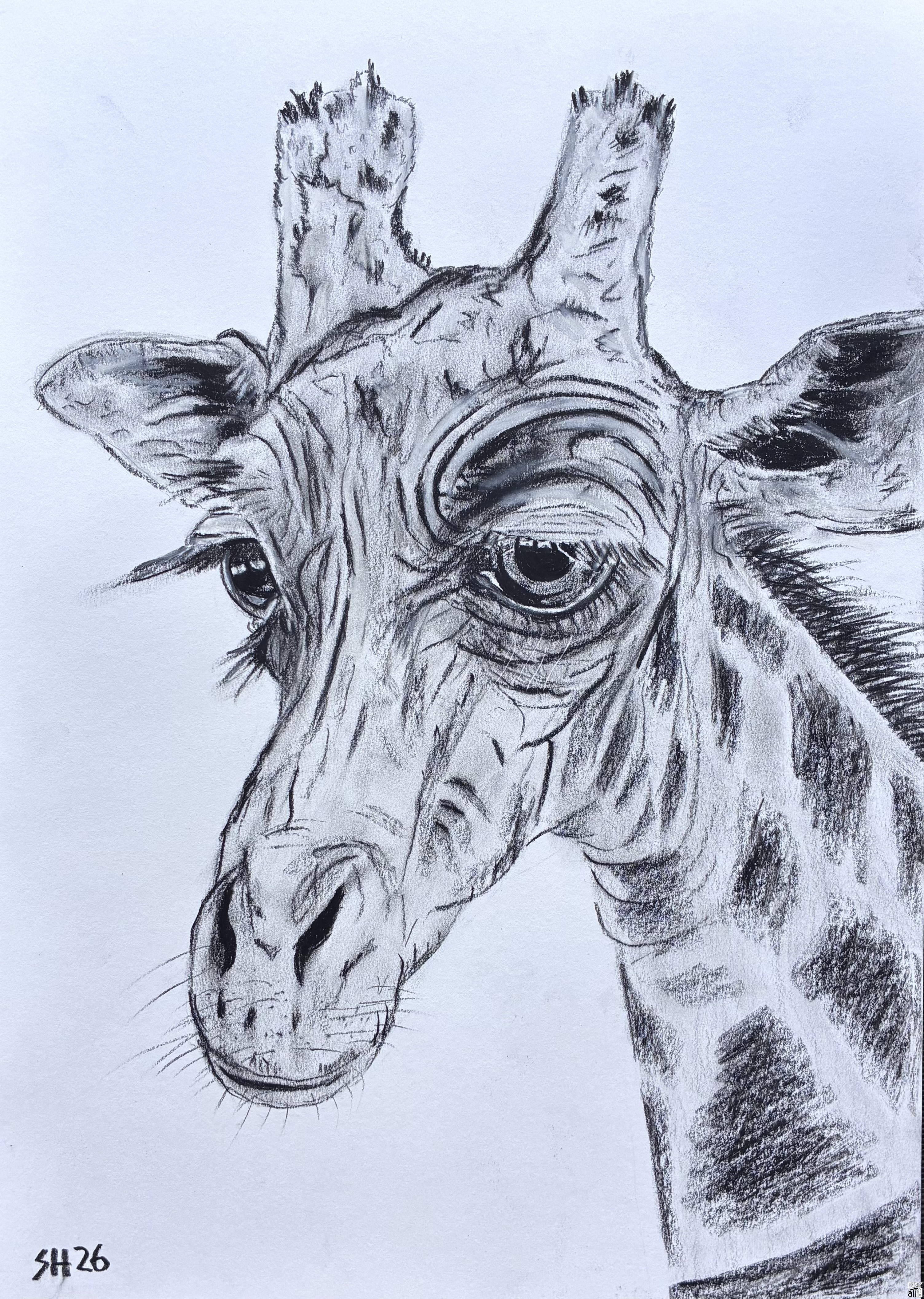 Giraffe-Zeichnung-DIN-A3_Dr_S_Hermann