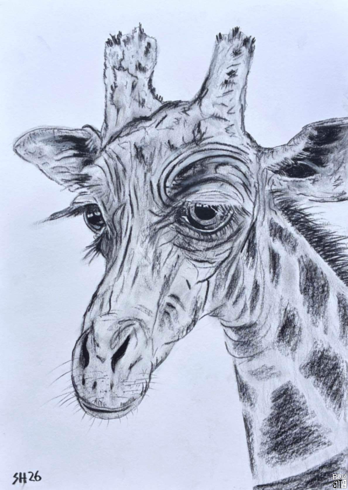 Giraffe-Zeichnung-DIN-A3_Dr_S_Hermann_opt