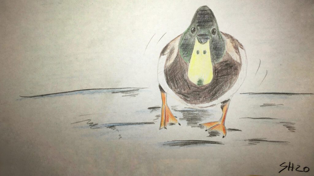 Ente auf dem Eis