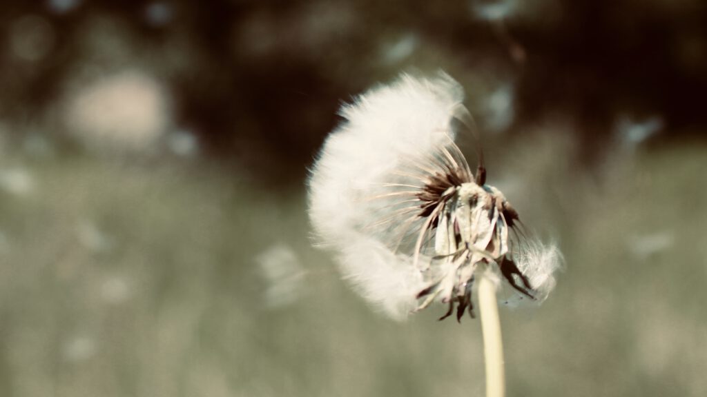 Pusteblume