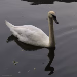 schwan (schwarz)