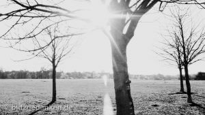 Baumgruppe - wo Licht ist ist auch Schatten