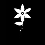 Weiße Rose