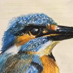 Eisvogel