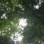 Waldspaziergang