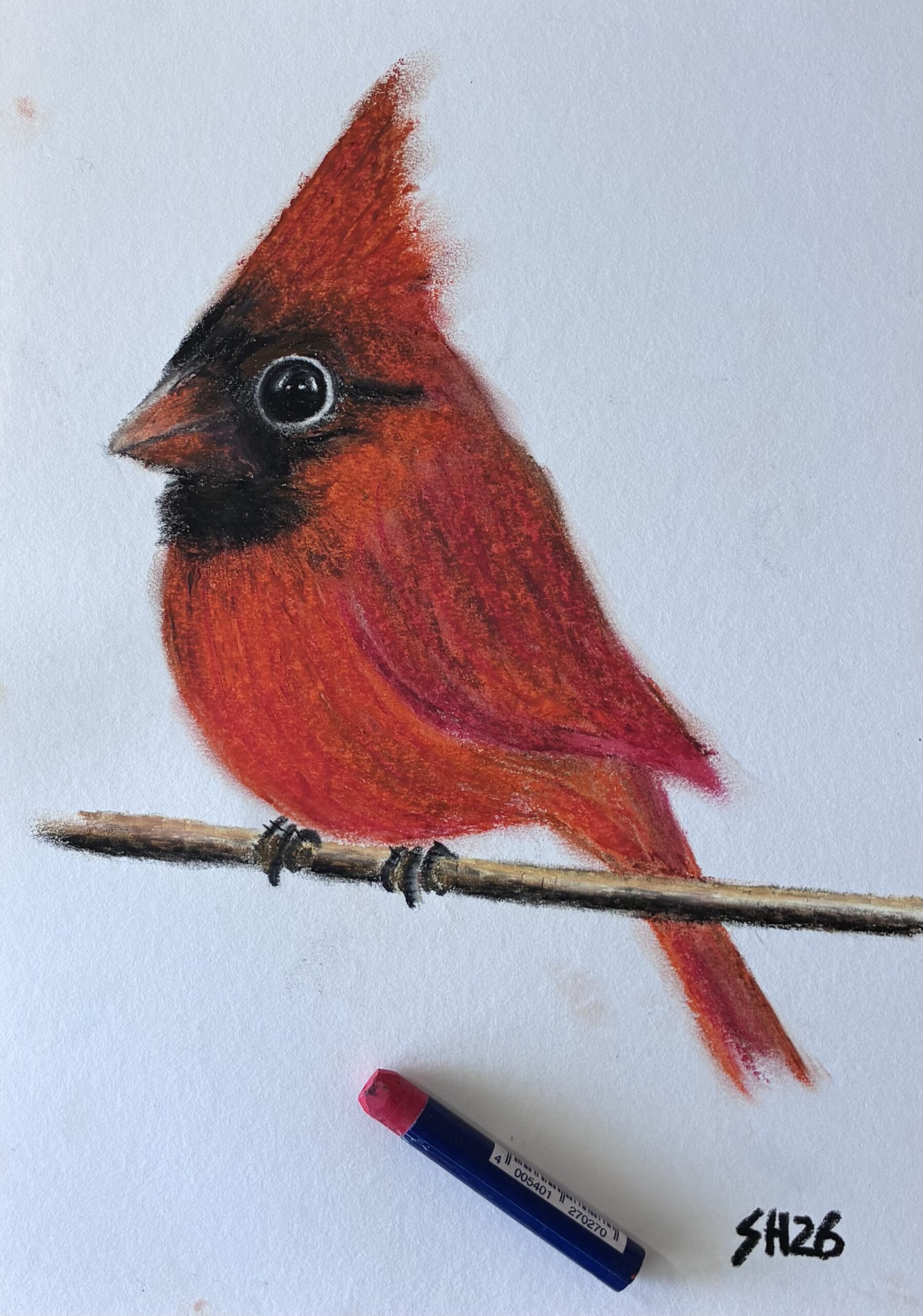 Vogelbilder