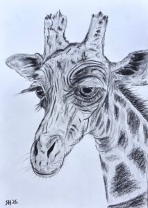 Giraffenporträt als Kohlezeichnung