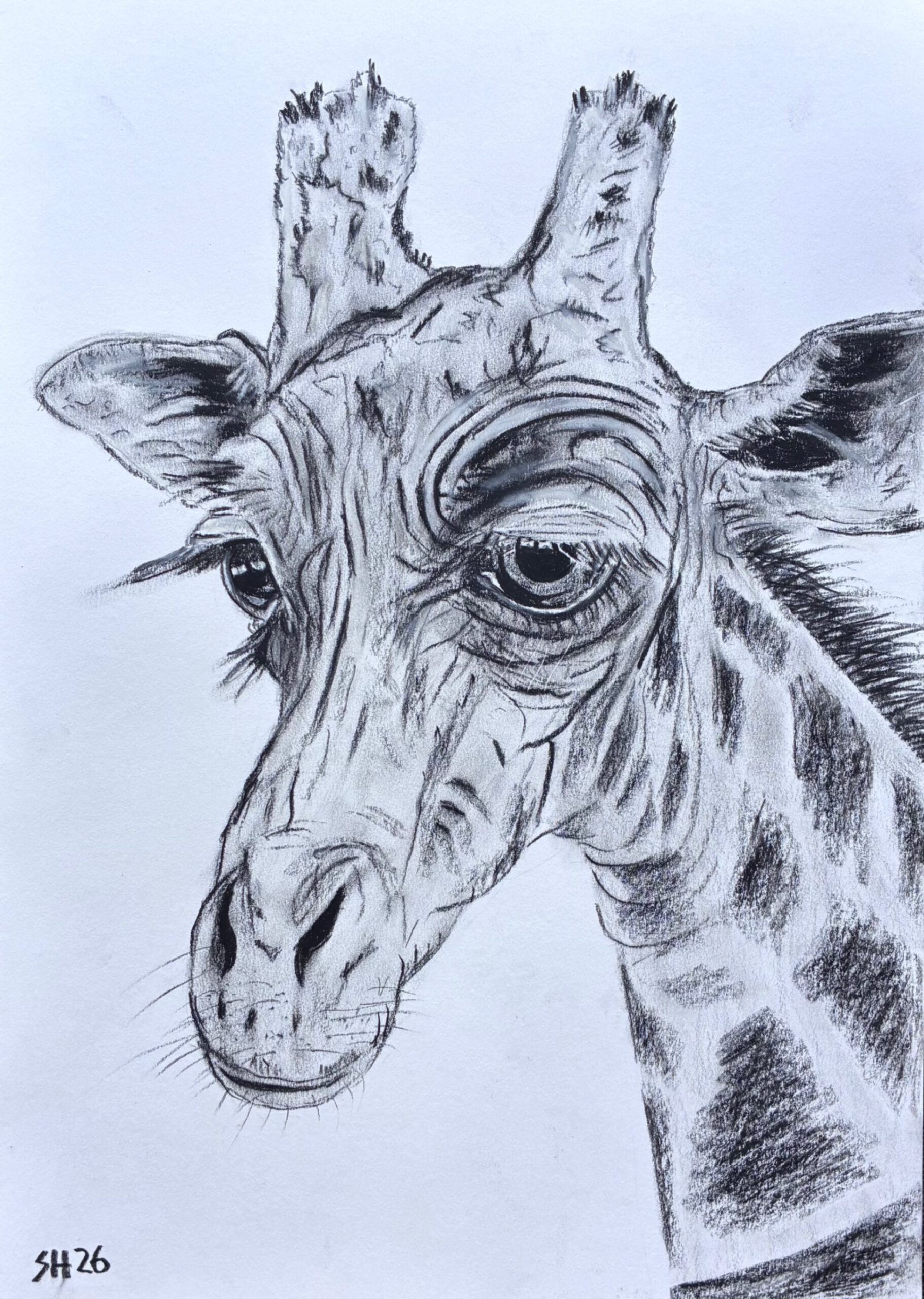 Giraffenporträt